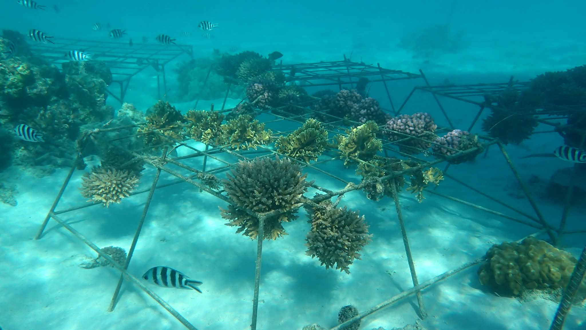 518717318_1204848231443684_5918753422575493542_n